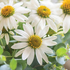 Marry Me Echinacea