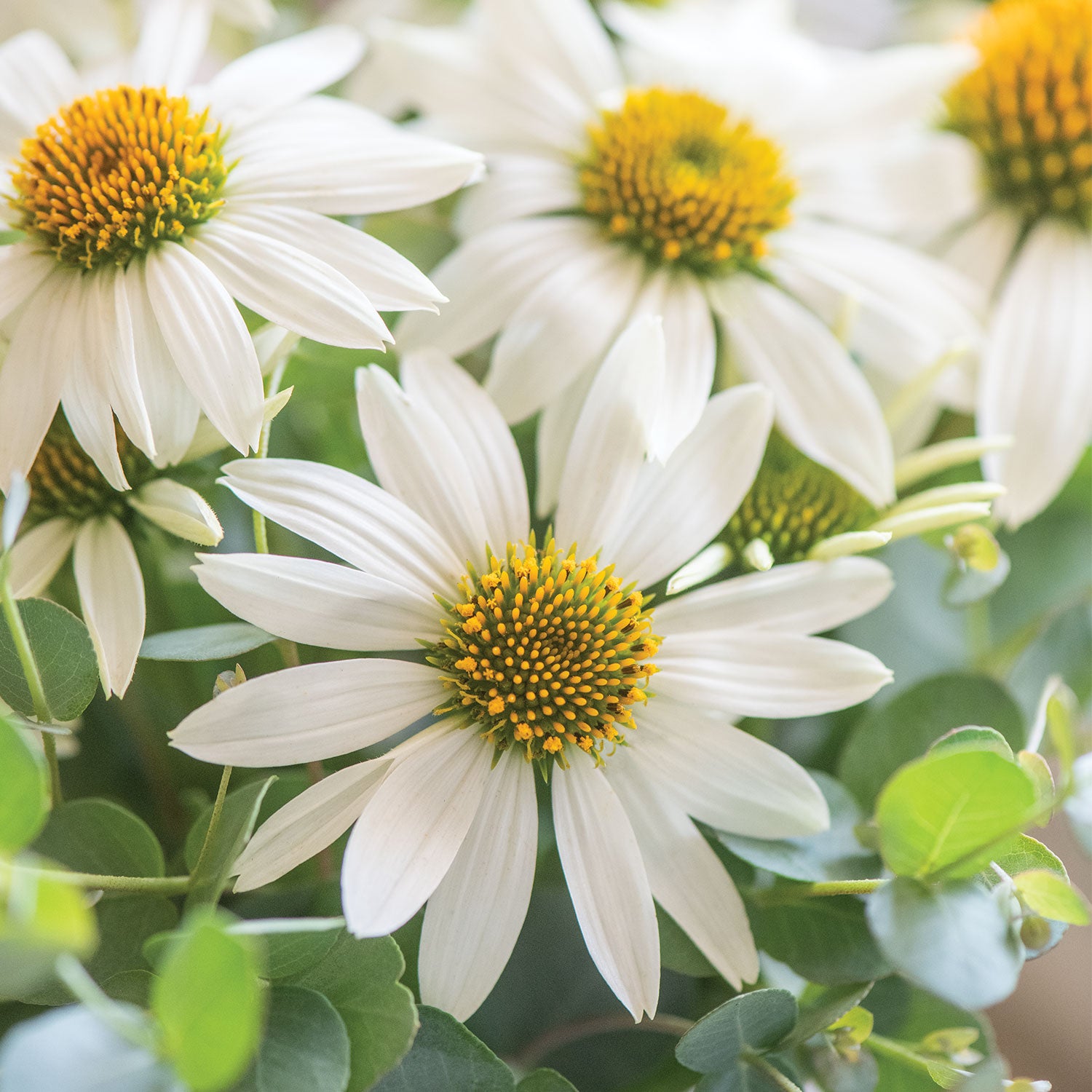 Marry Me Echinacea