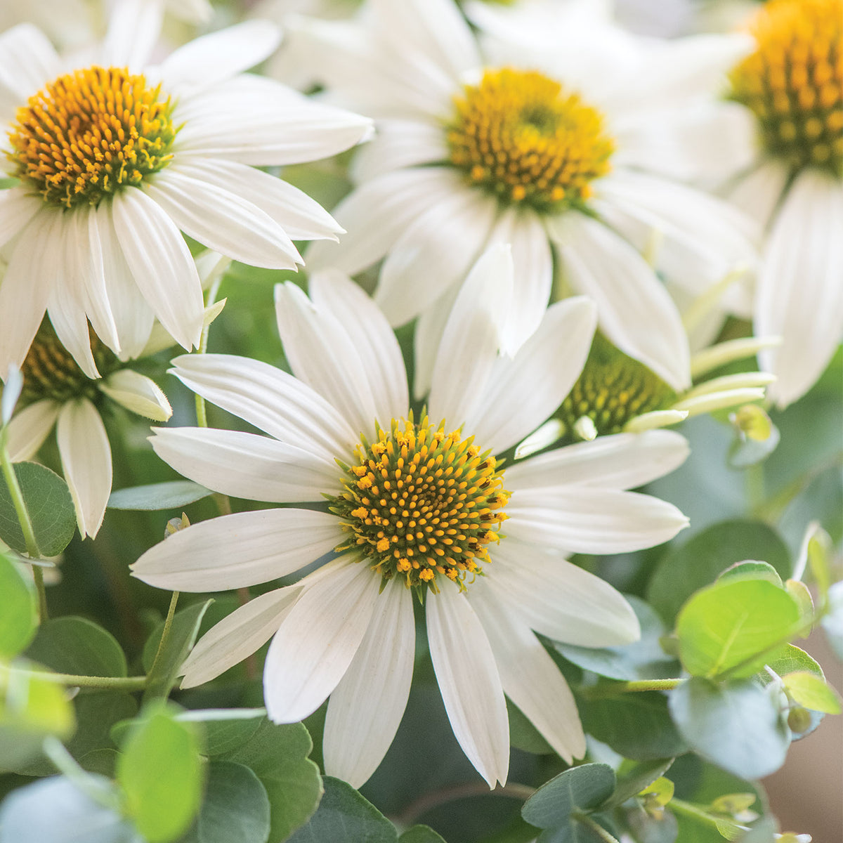Marry Me Echinacea