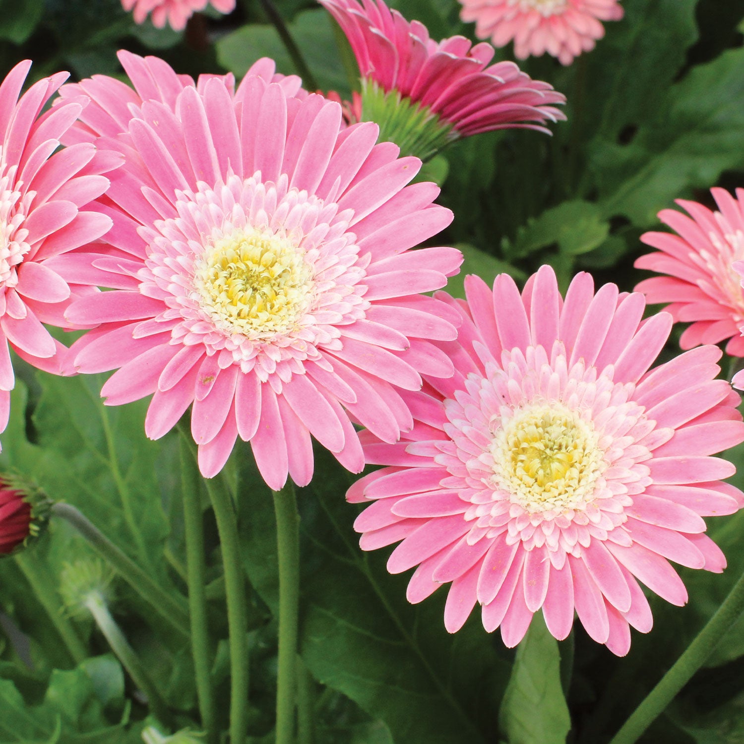 Garvinea Sweet Memories Gerbera
