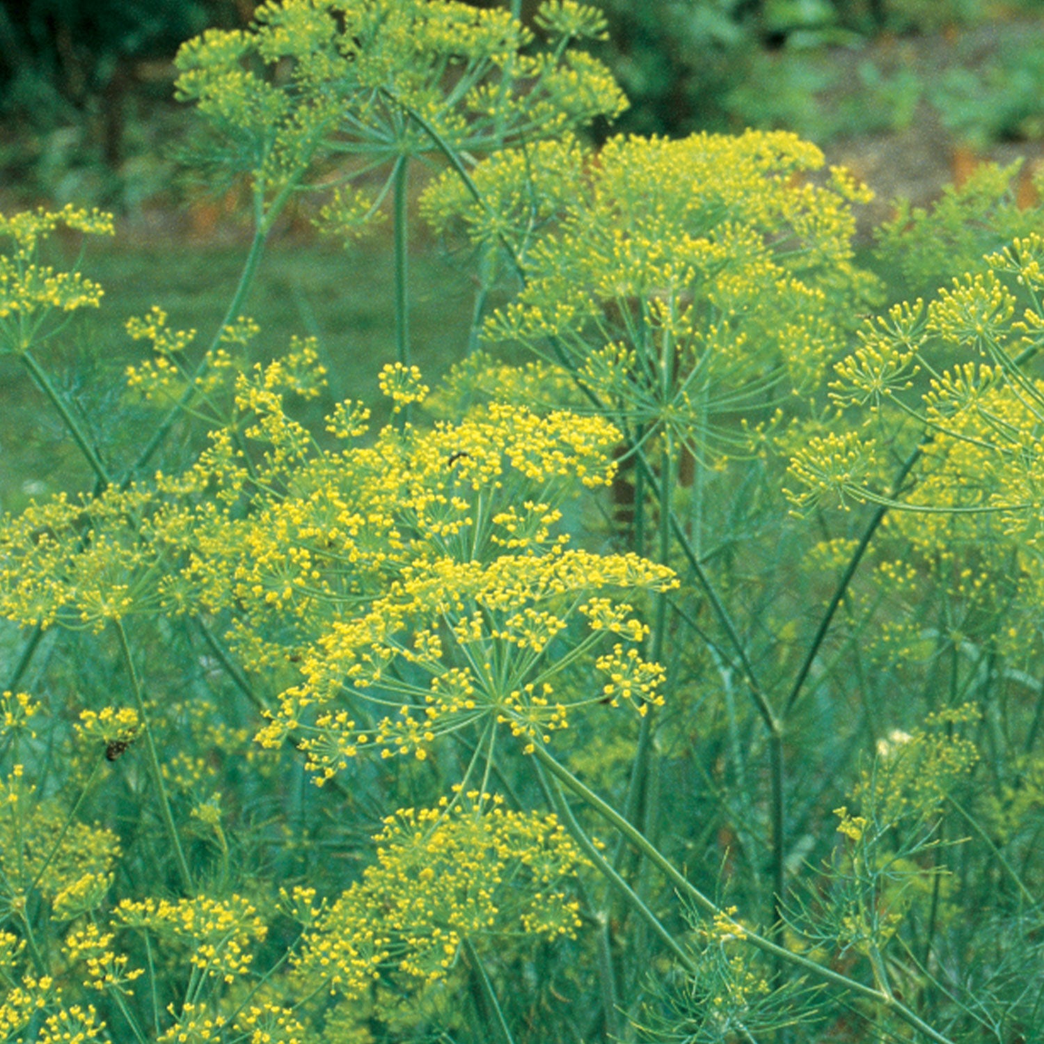 Mammoth Dill
