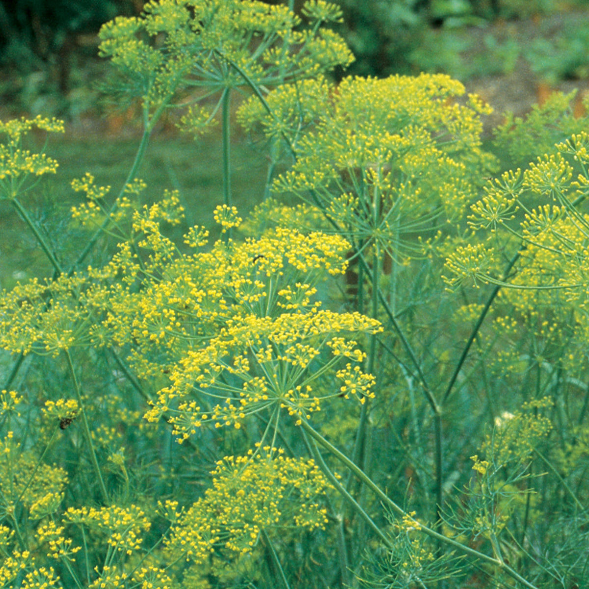 Mammoth Dill