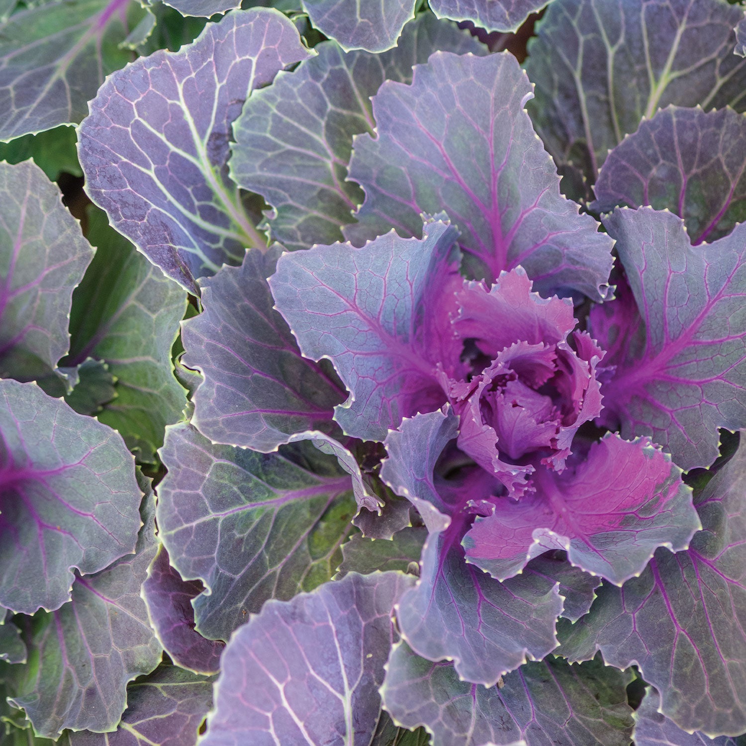Song Bird Red Ornamental Kale