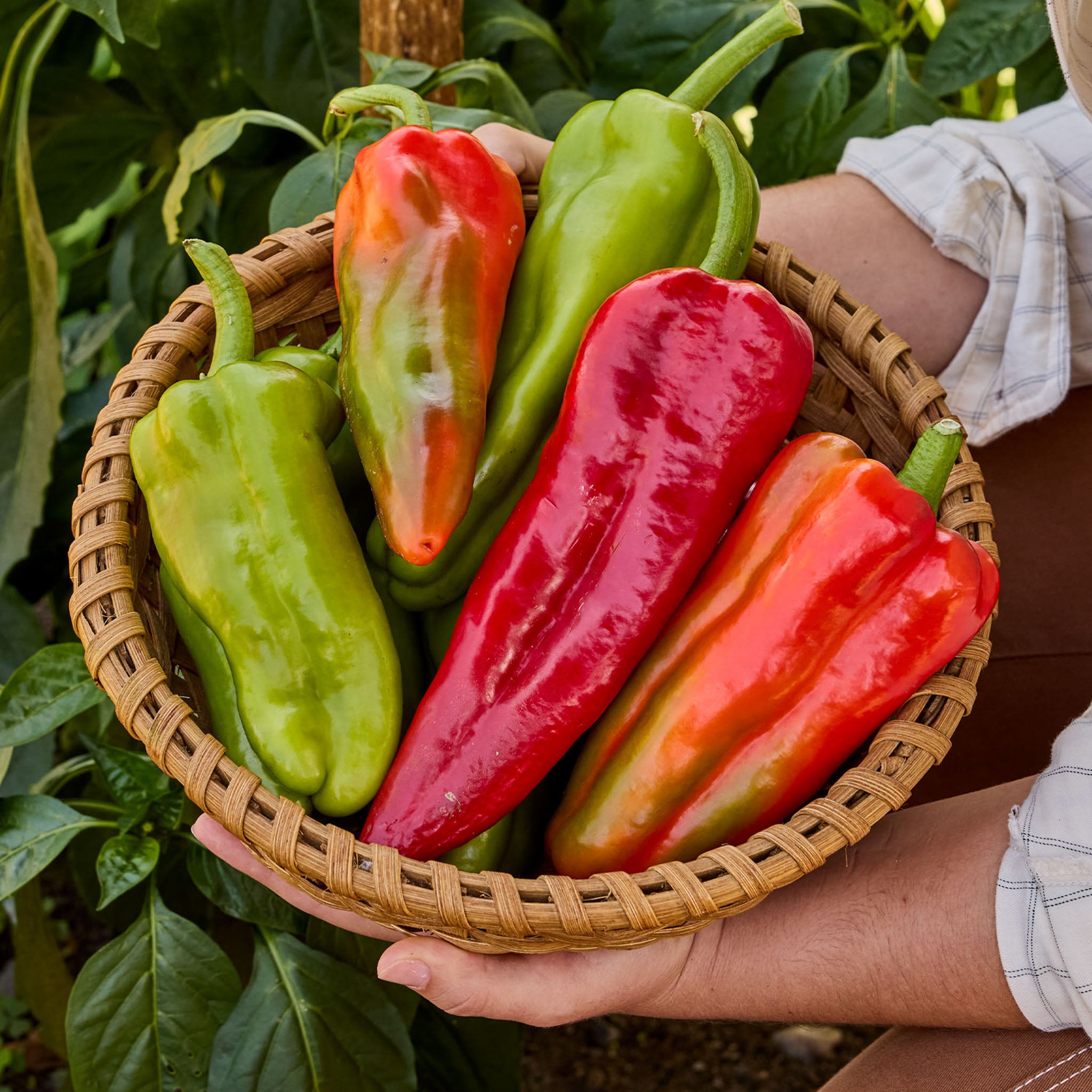 Burpee Garden Sown™ The Groundfather Sweet Pepper
