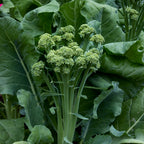 Tender Sprout Sprouting Broccoli