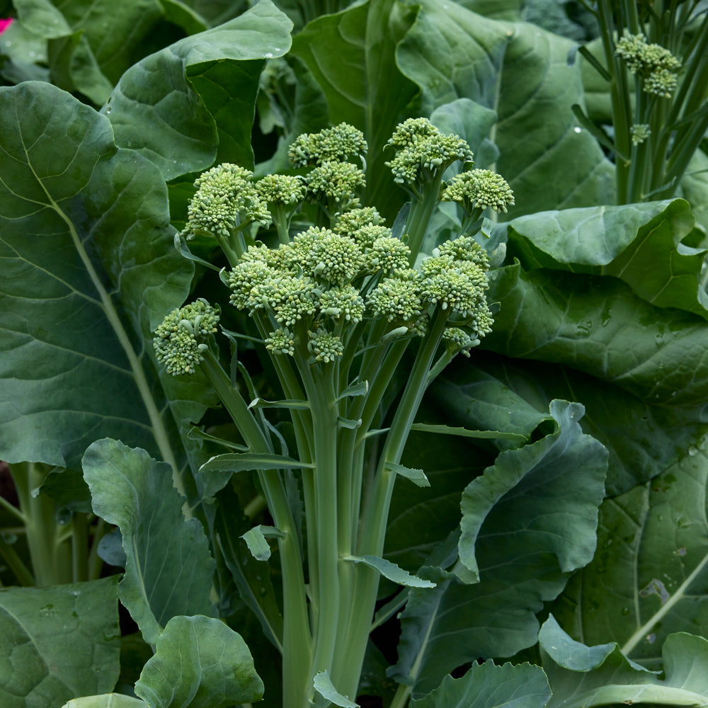Tender Sprout Sprouting Broccoli