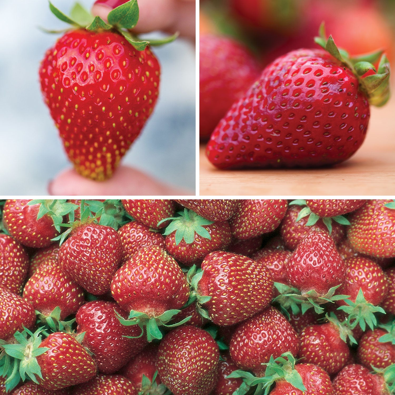Three Great Strawberries Collection Strawberry Bare Roots