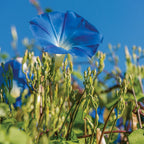 Heavenly Blue Morning Glory