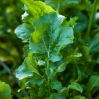 Rocket (Roquette) Arugula