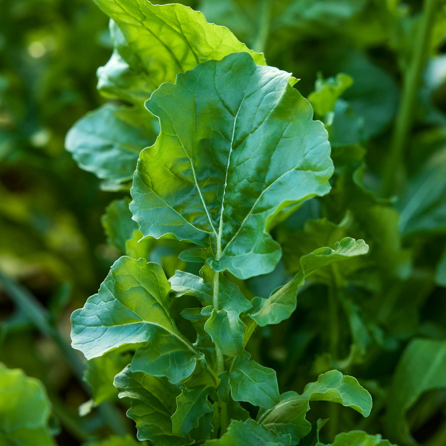 Rocket (Roquette) Arugula