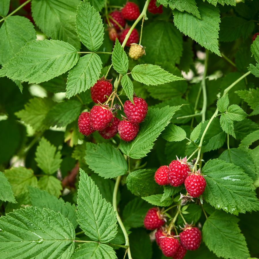 Prelude Raspberry Bare Roots