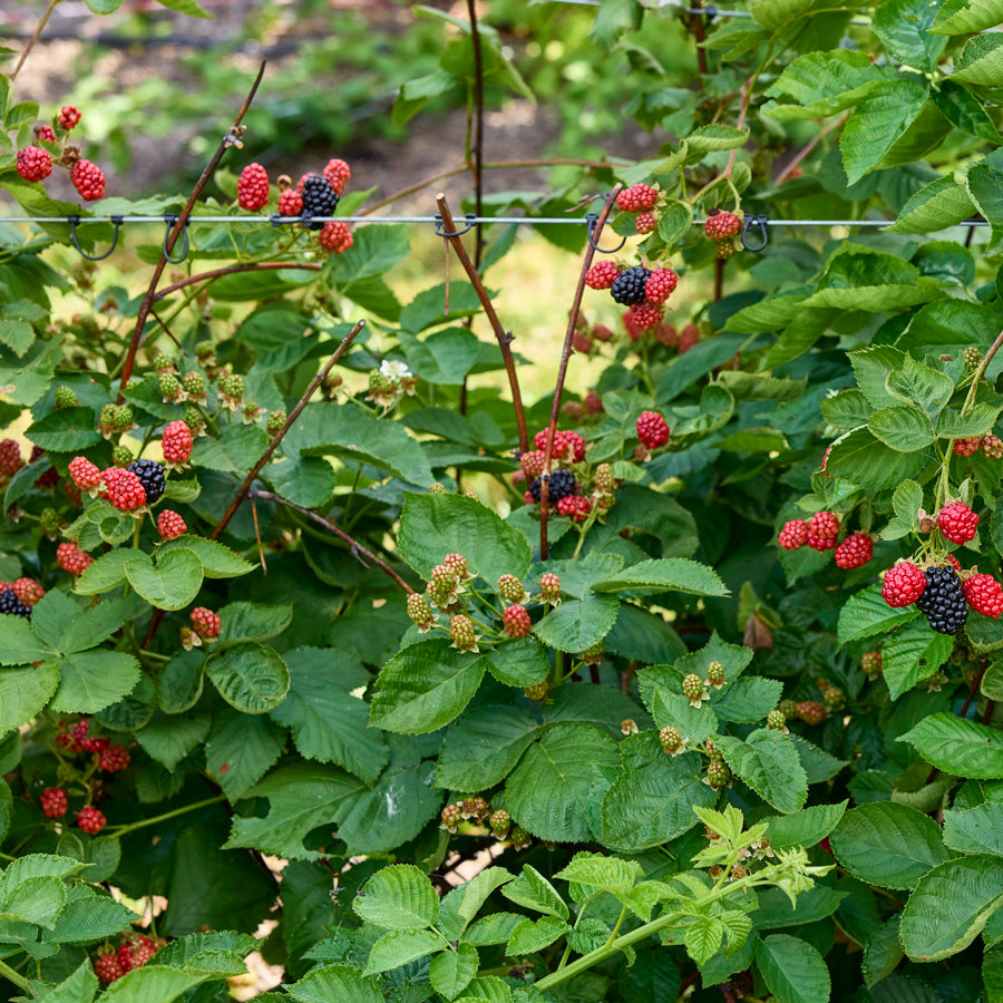 Galaxy Blackberry