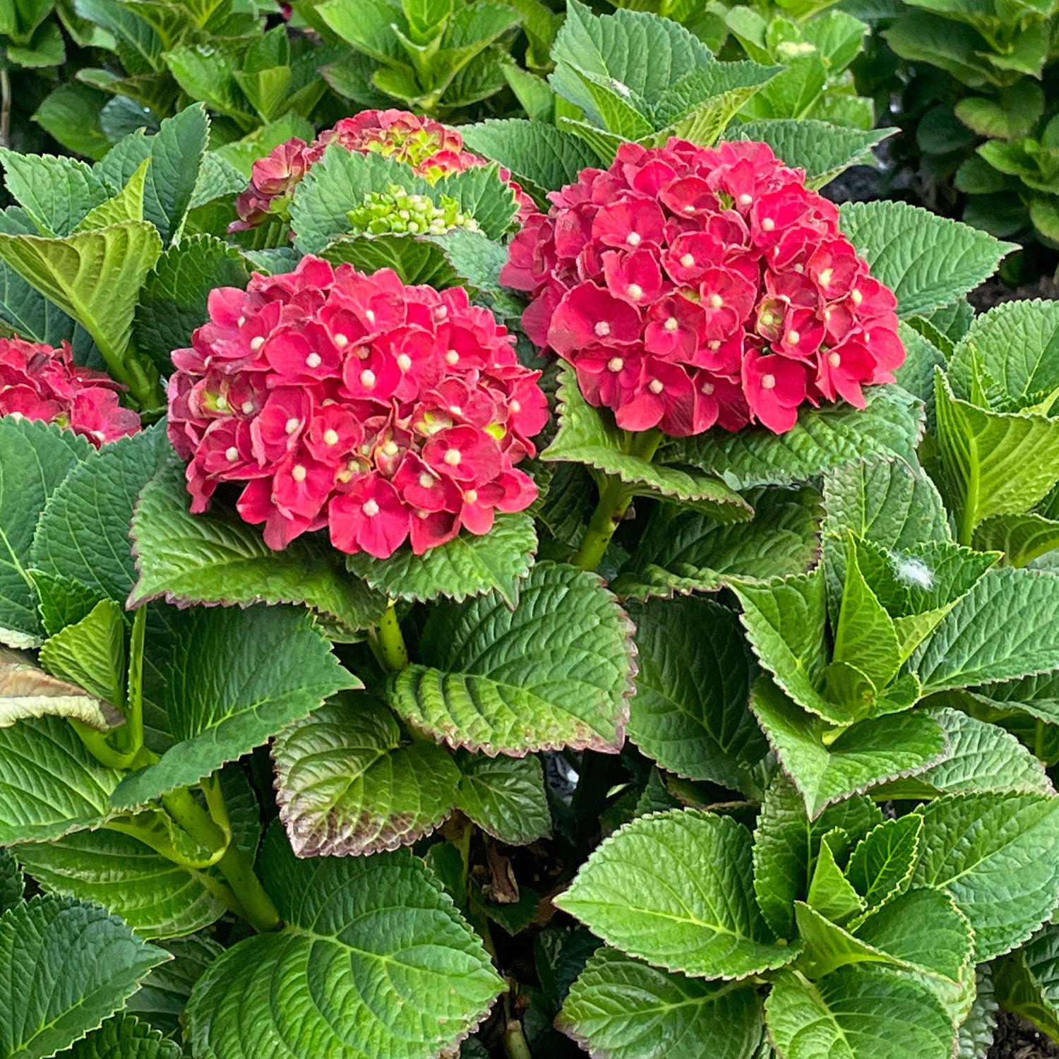 Cherry-Go-Round® Hydrangea