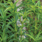 Mexican Tarragon