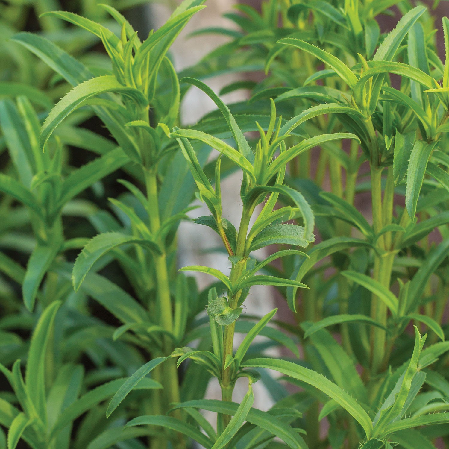 Mexican Tarragon
