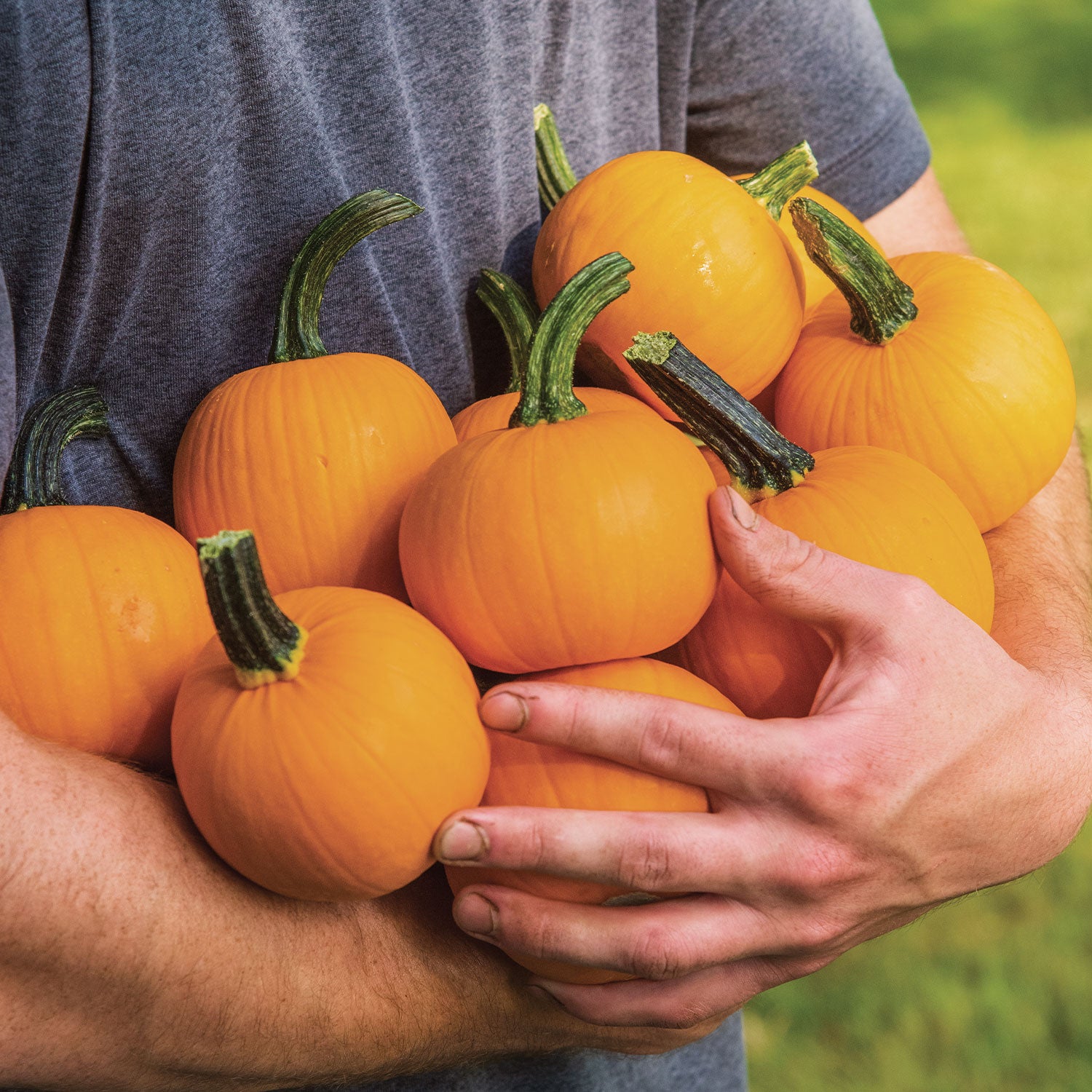 Kandy Korn Plus Pumpkin