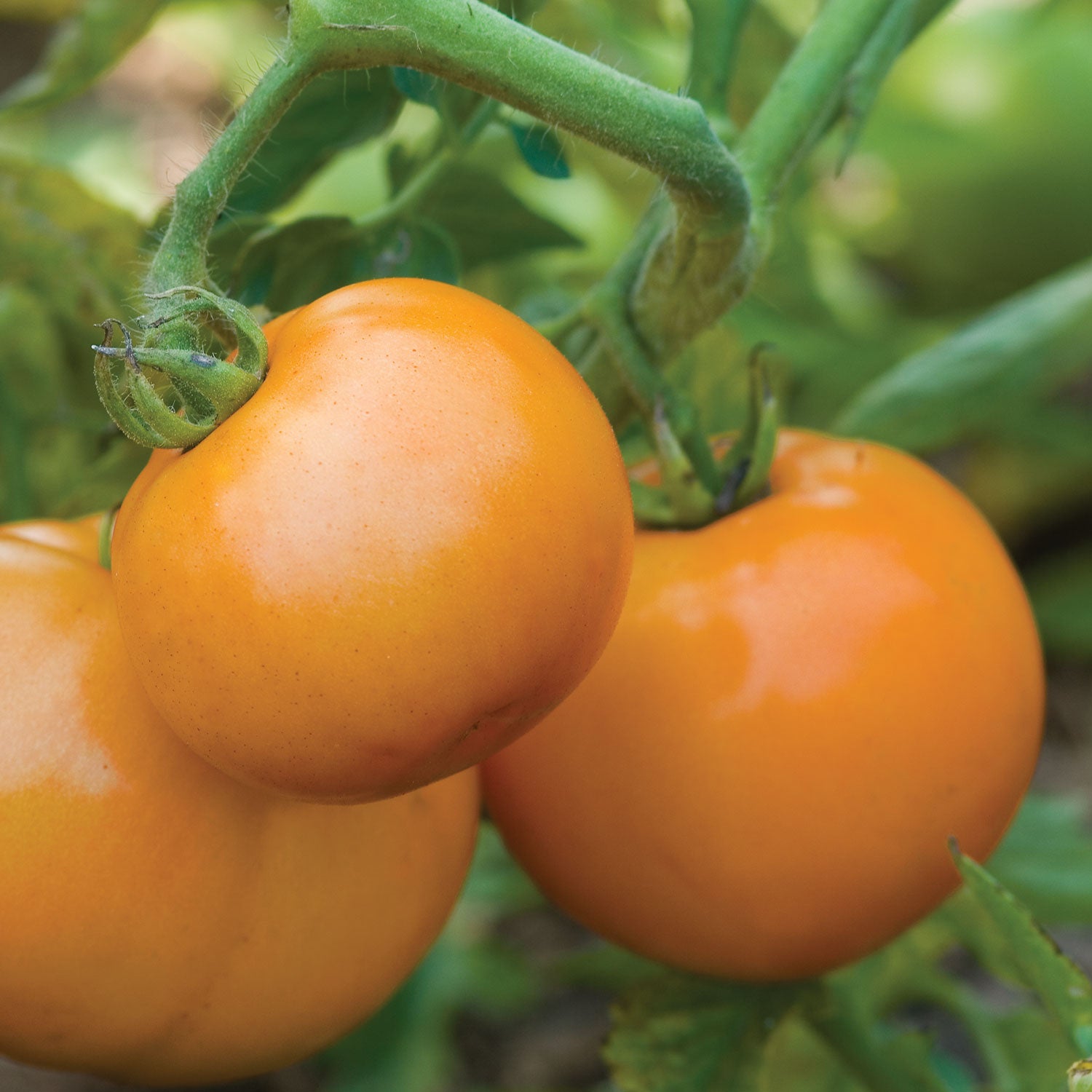 Sweet Tangerine Tomato