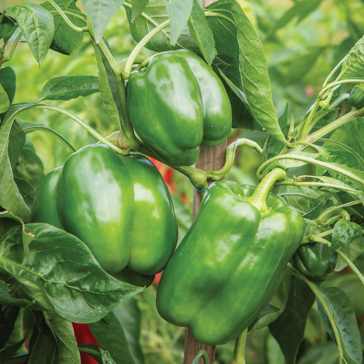 Emerald Giant Sweet Pepper