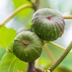 Violette de Bordeaux Fig
