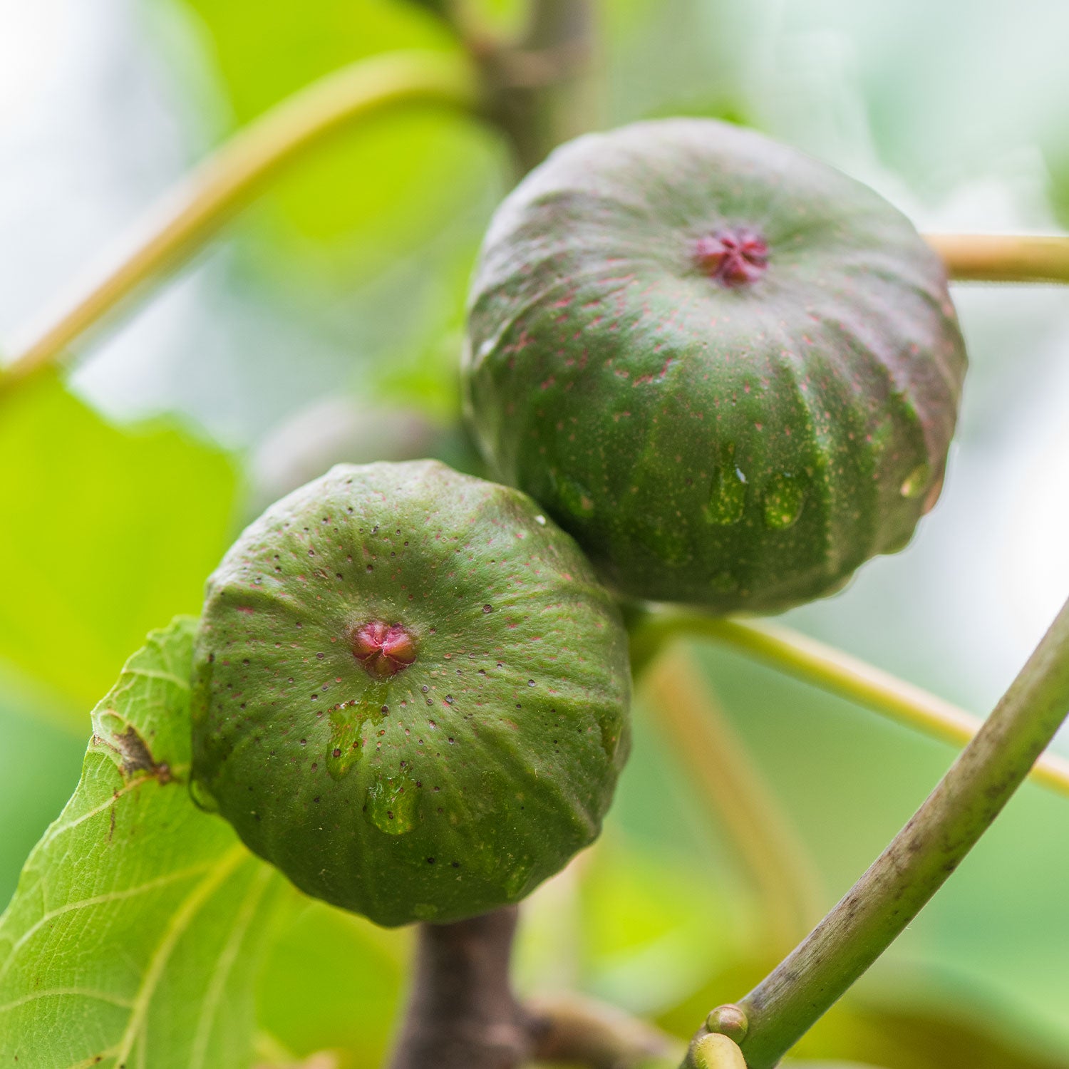 Violette de Bordeaux Fig