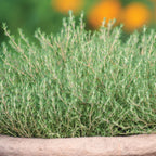 Orangelo Thyme