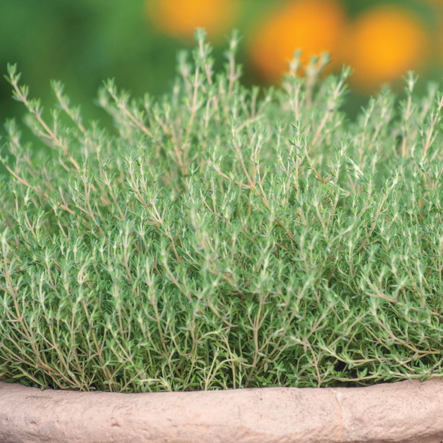 Orangelo Thyme