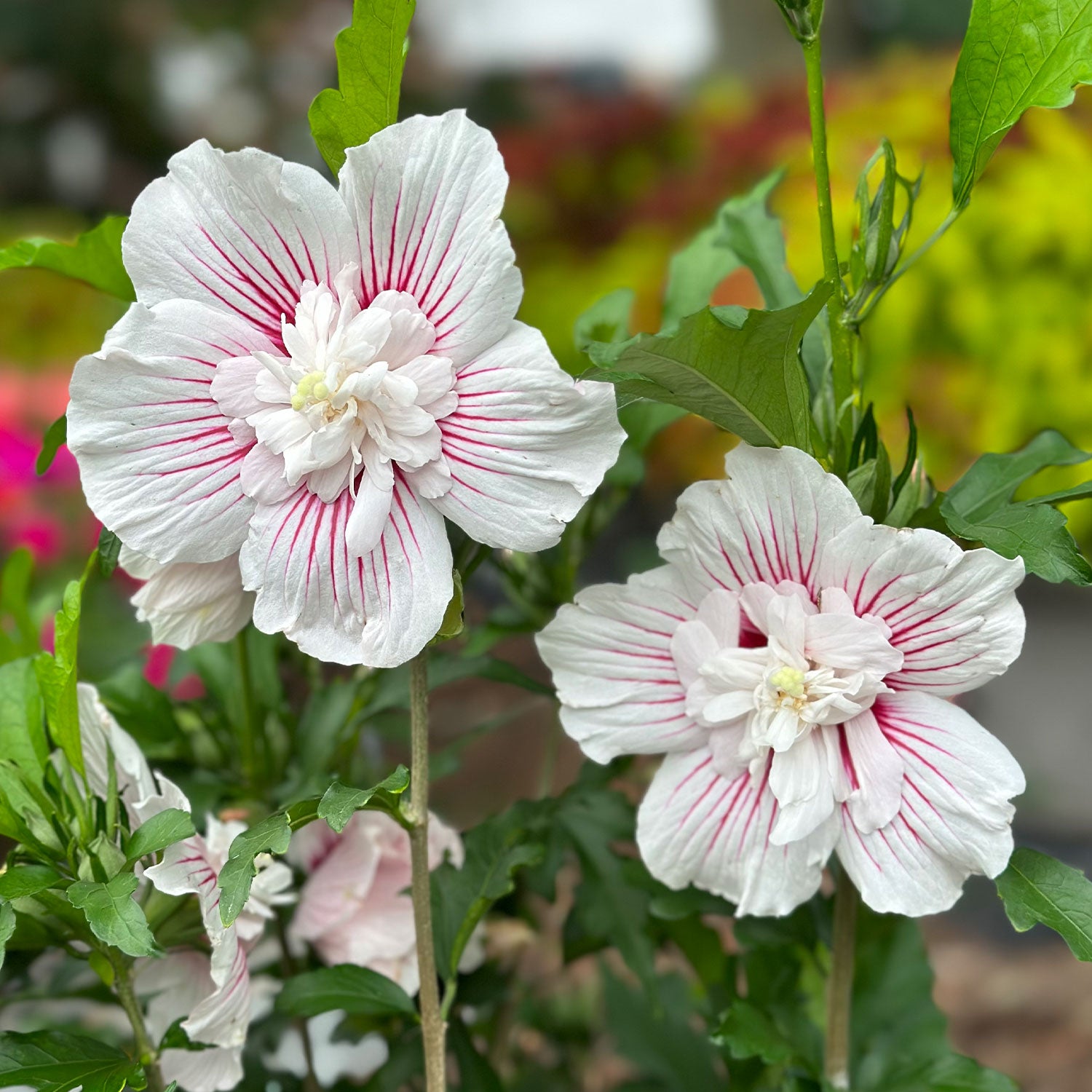 Starblast Chiffon Hibiscus