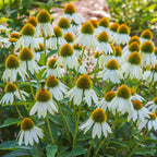 Marry Me Echinacea