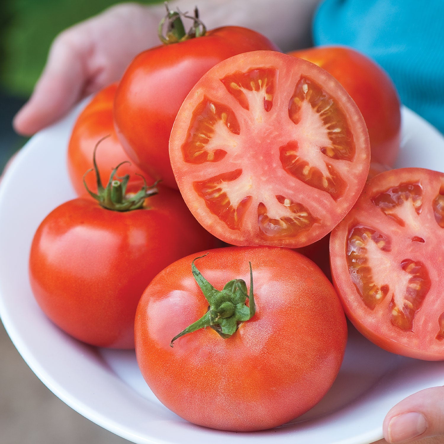 Burpee's Early Pick VF Tomato