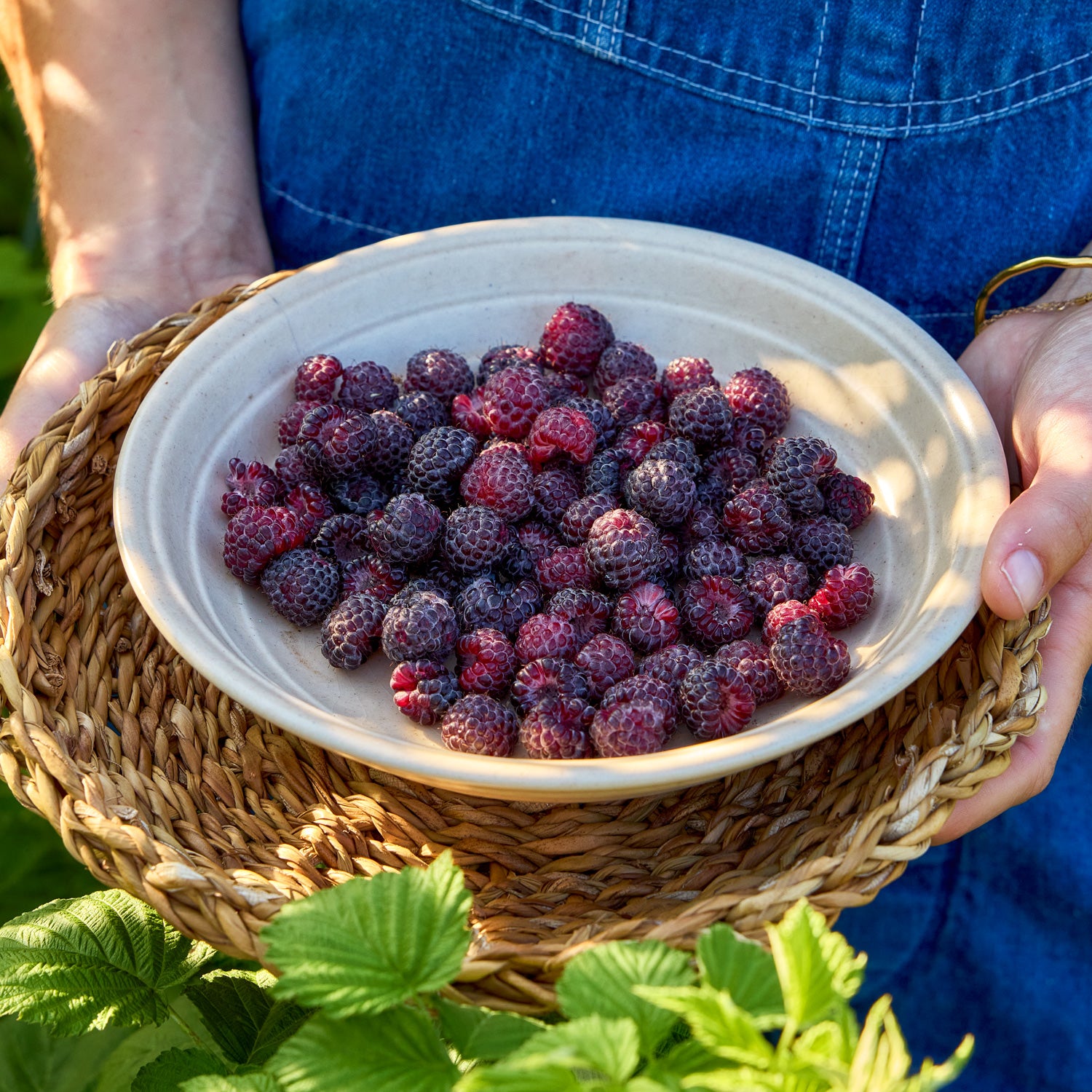 Tahi Raspberry