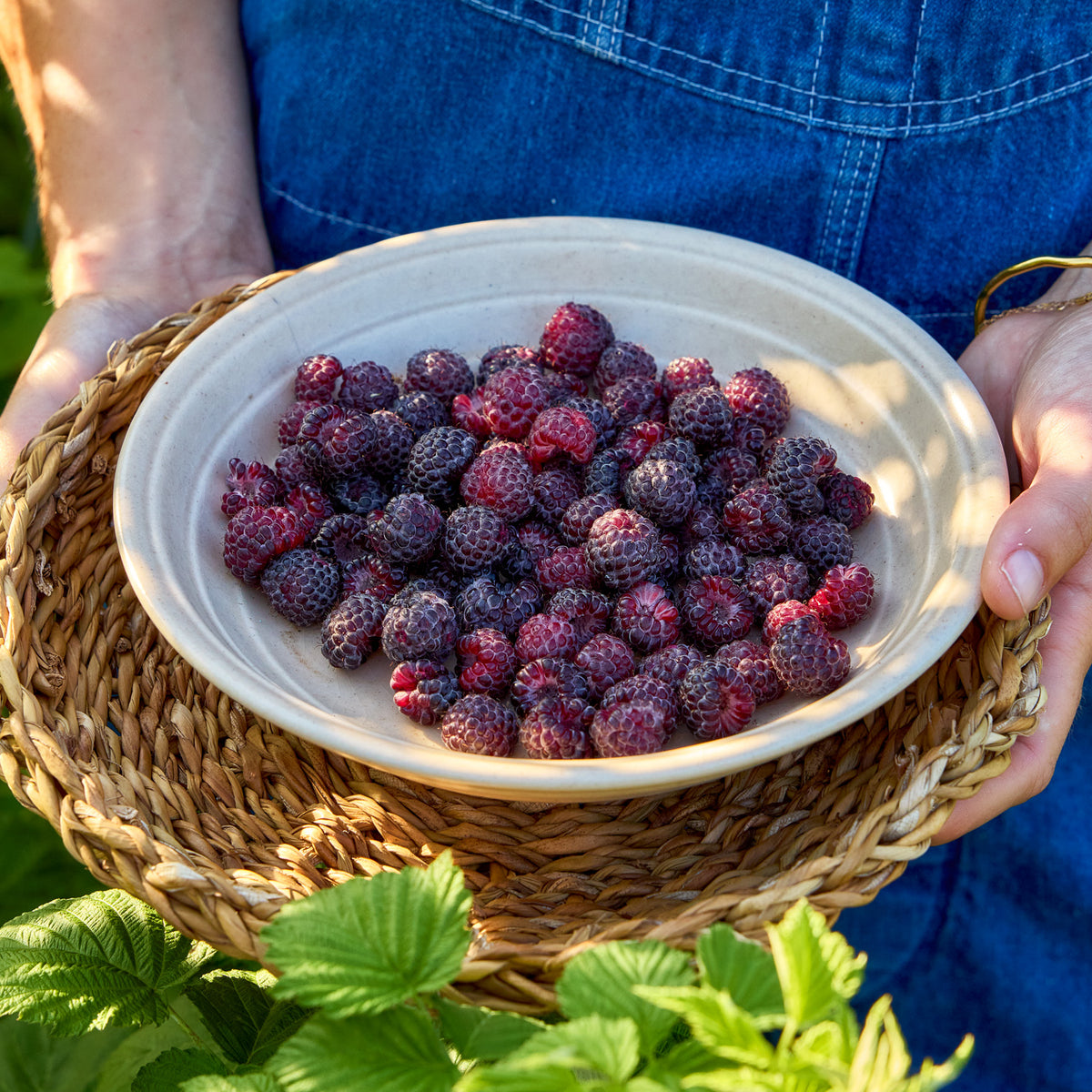 Tahi Raspberry