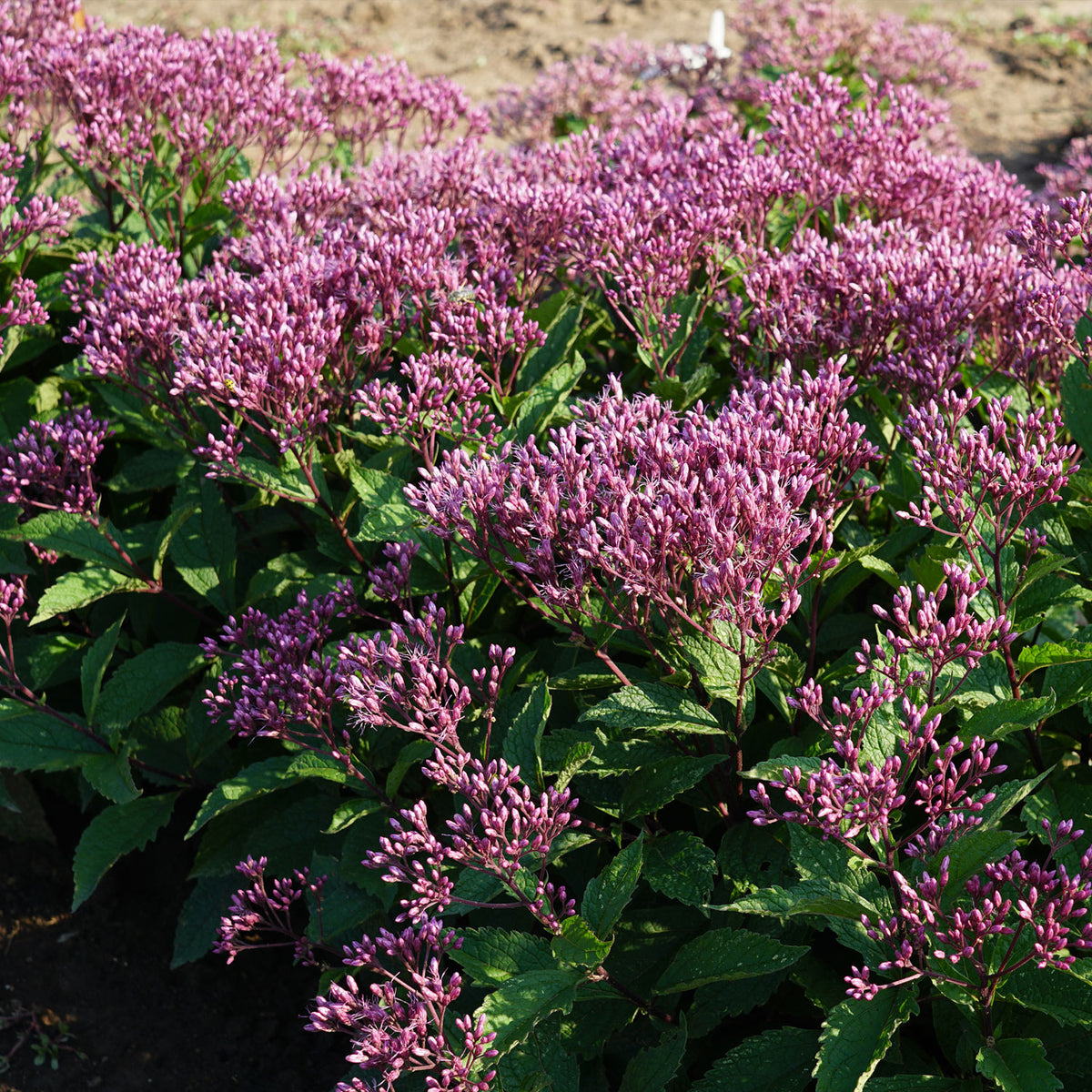 Euphoria Ruby Eupatorium