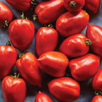 Big Mama Tomato