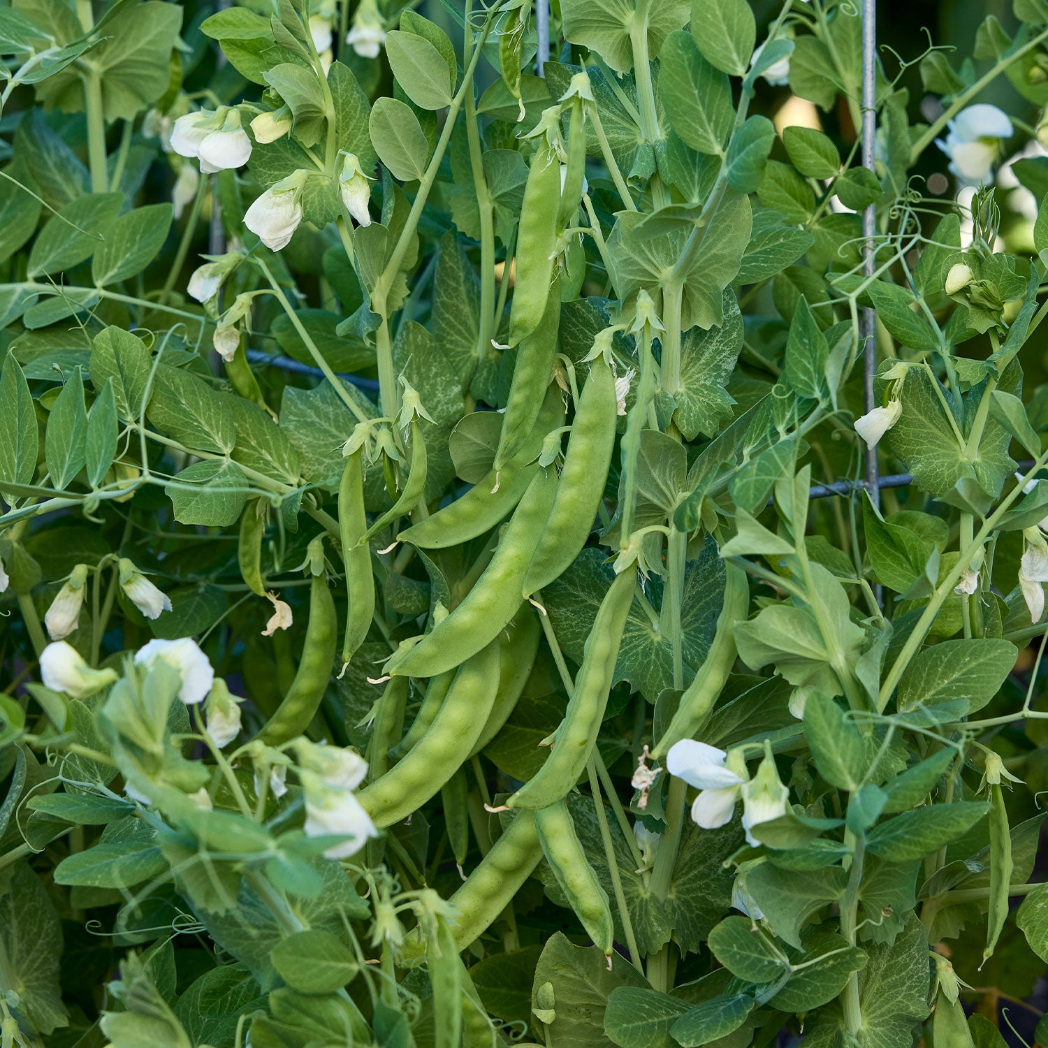 Snowbird Pea