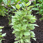 Pesto Perpetuo Basil