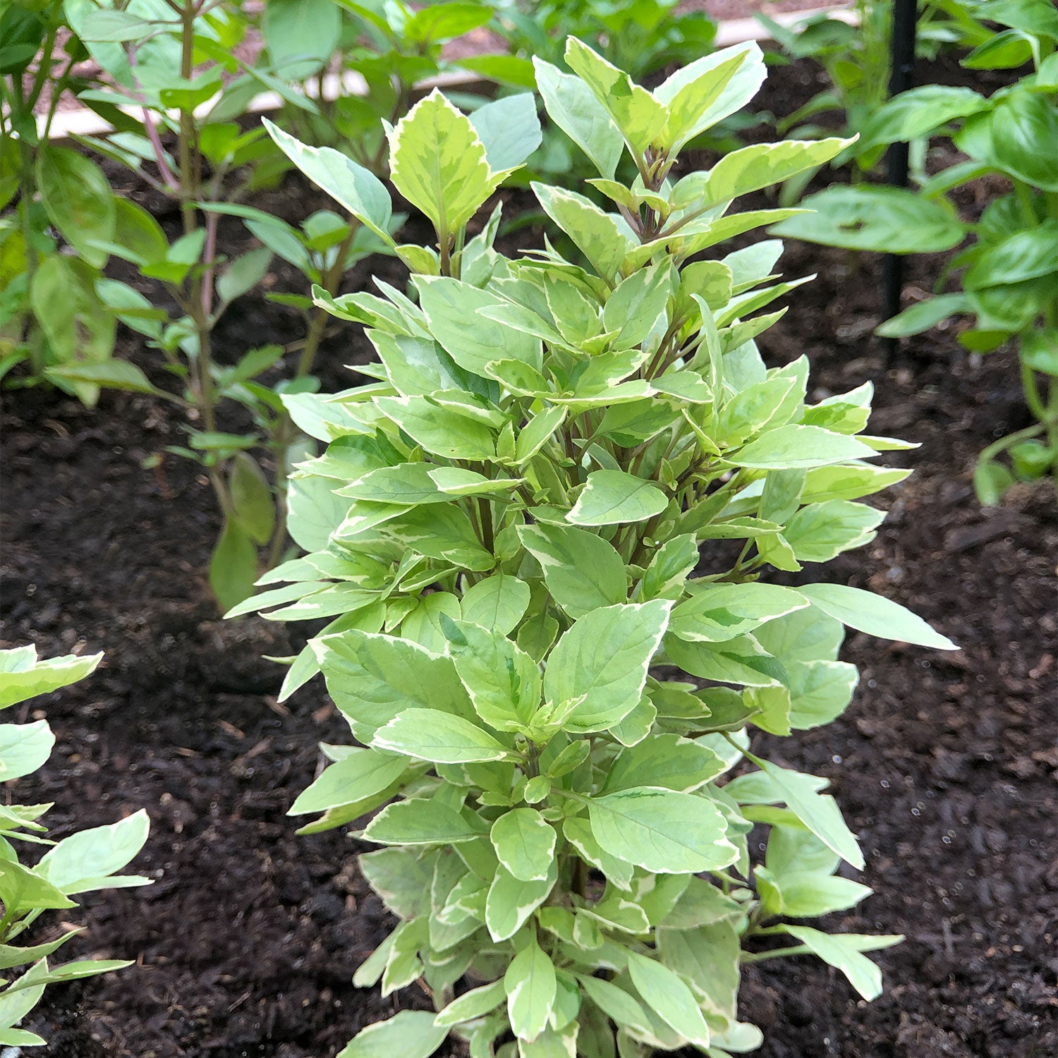 Pesto Perpetuo Basil