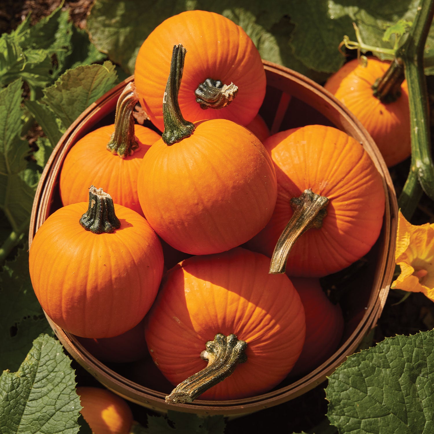 Kandy Korn Plus Pumpkin