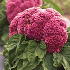 King Coral Celosia
