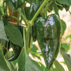 Big Boss Man Hot Pepper