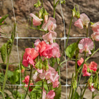 Incense Peach Shades Sweet Pea