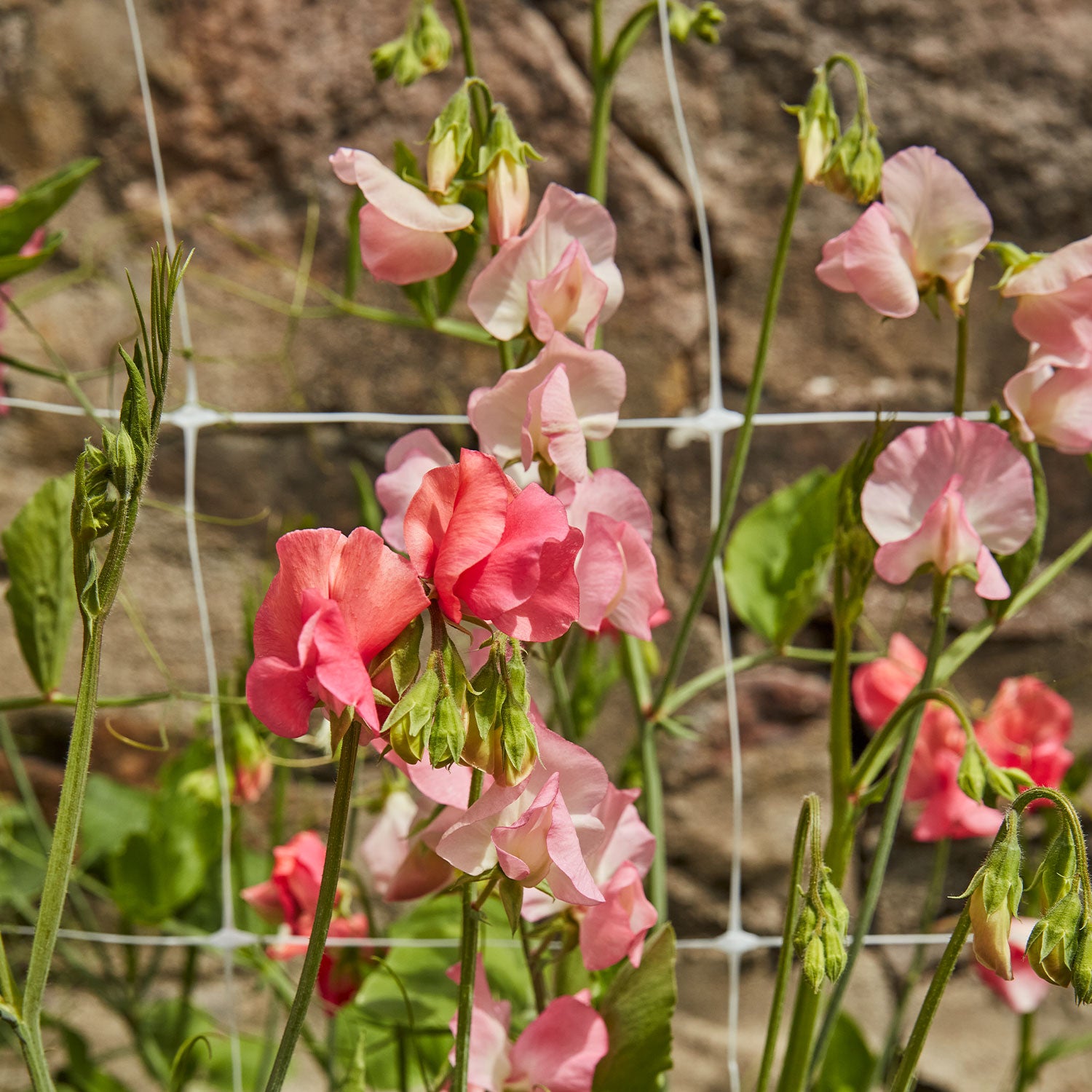 Incense Peach Shades Sweet Pea