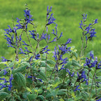 Black & Blue Salvia