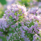 Pink Moon Allium