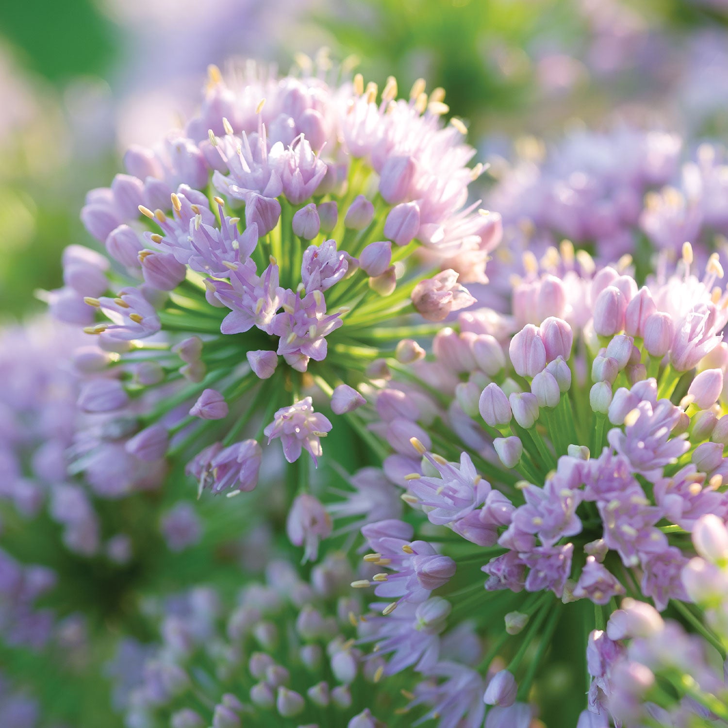Pink Moon Allium