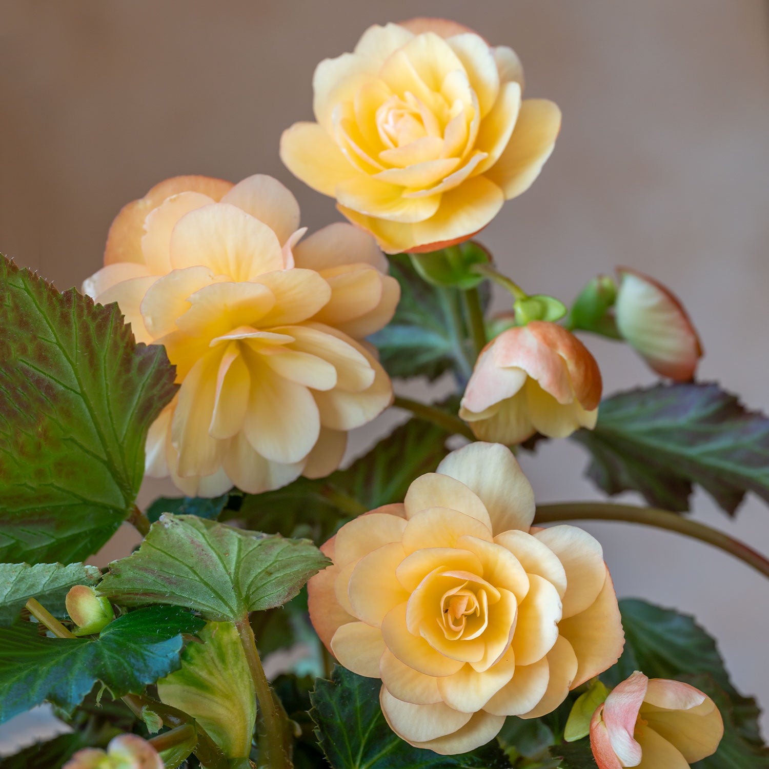 Fragrant Falls Peach Begonia