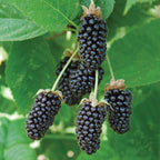 Columbia Sunrise Blackberry