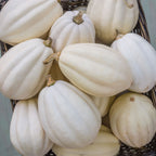 Mashed Potatoes Winter Squash
