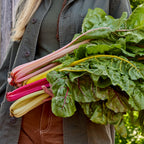 Bright Lights Swiss Chard