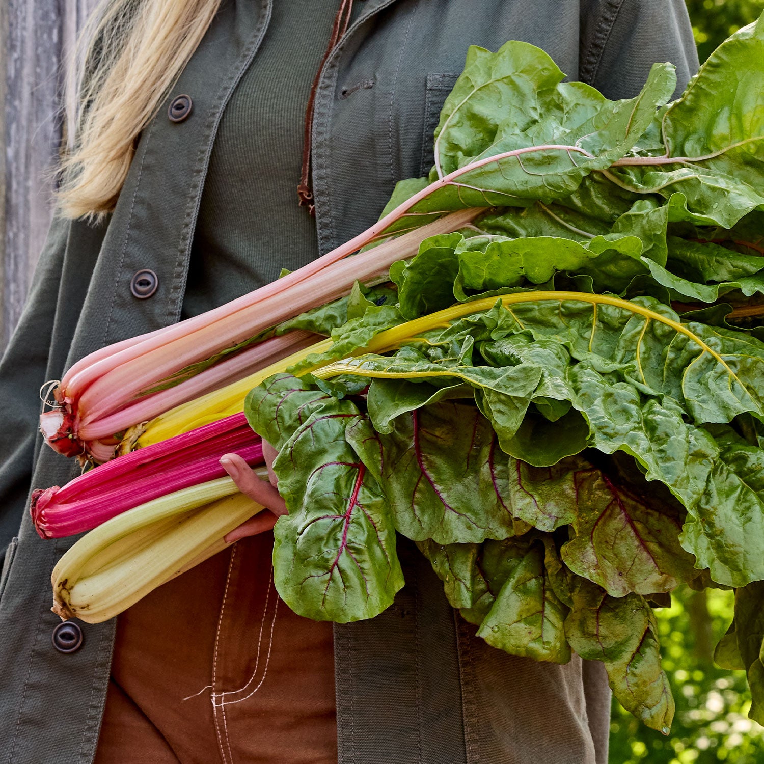 Bright Lights Swiss Chard