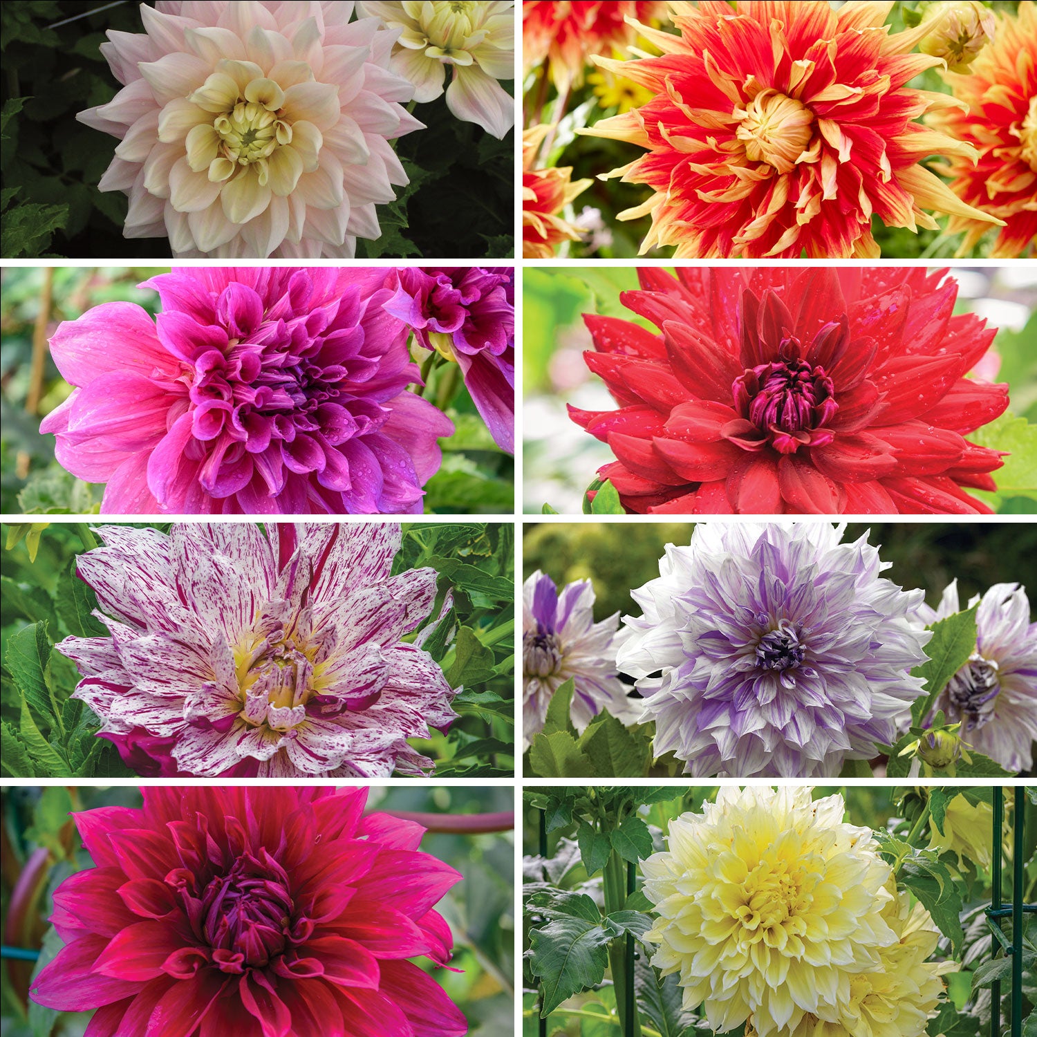 Dinner Plate Collection 1 & 2 Dahlia Tubers